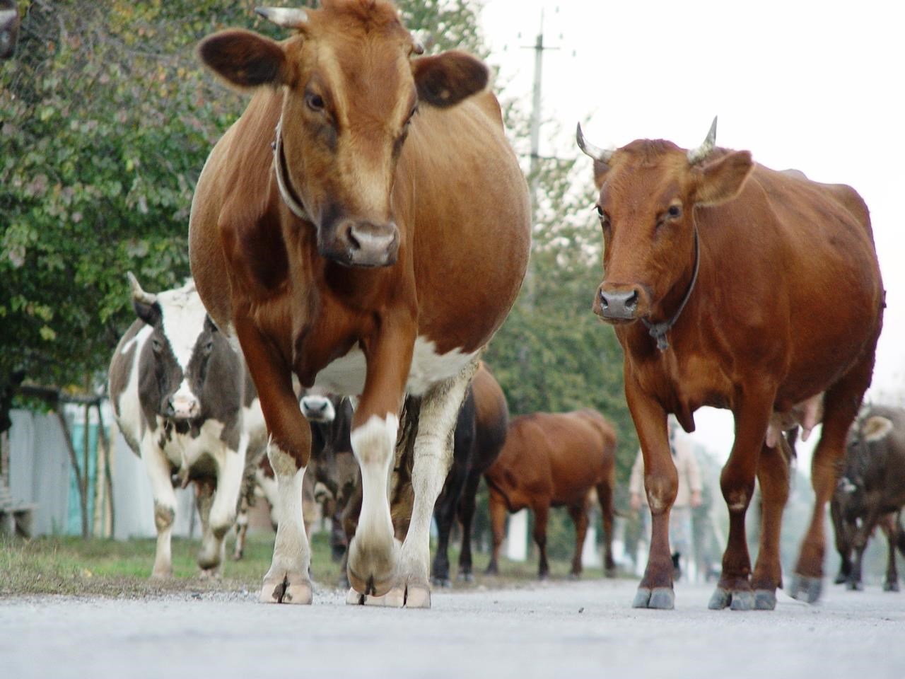 Kühe auf der Straße
