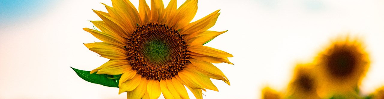 Sonnenblume